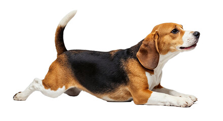 A classic tricolor Beagle dog lying down with its front paws extended and hind legs tucked, looking alert, isolated on a transparent background.