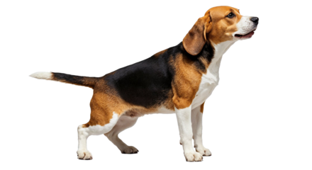 A classic tricolor Beagle dog standing in a poised, attentive posture, looking towards the upper right, isolated on a potentially transparent background.