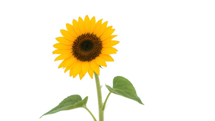 Obraz premium Vibrant Sunflower in Full Bloom Against a White Background