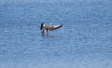 wingspan anser anser, Anser Anser landing, greylag goose with outstretched wings on the lake, slightly undulating water surface, shimmering blue lake, bird landing with outstretched wings
