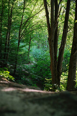 Sunlit forest path winding through vibrant green trees, bathed in natural light and tranquil shadows.