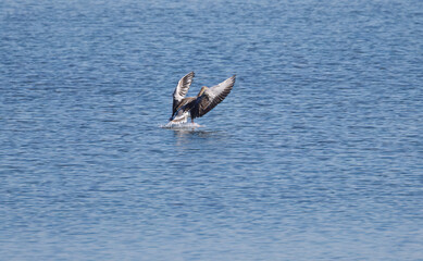 Anser Anser landing, greylag goose with outstretched wings on the lake, slightly undulating water surface, shimmering blue lake, bird landing with outstretched wings, wingspan anser anser
