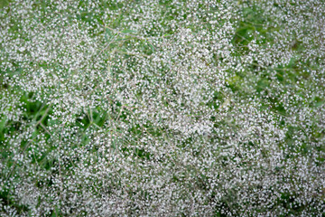 White gypsophila flowers in the garden. Close up.