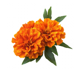 Vibrant orange marigold flowers with lush green leaves isolated on a transparent background
