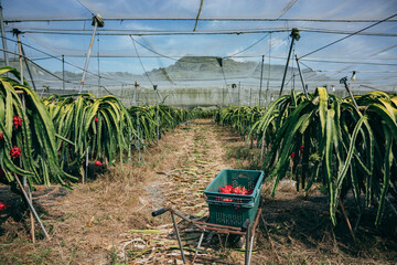 Dragon Fruit Farm-Taiwan