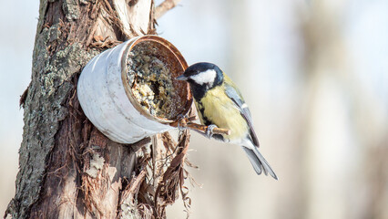 great tit parus major © lazalnik