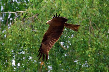 a red kite in flight