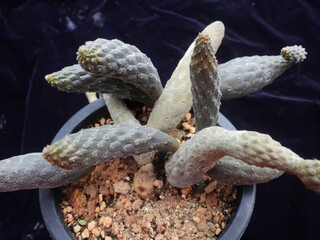 Pterocactus tuberosus tuberous stems in black pot, grown in Korea