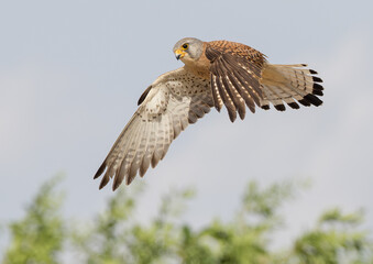 Male Lesser Kestrel in flight over Trees
