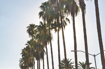 Palm trees in the sunlight create a stunning tropical scene, perfect for travel and lifestyle...
