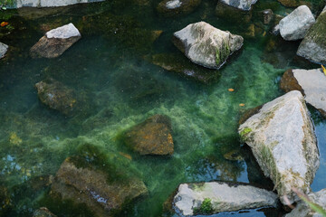Lush green algae and moss-covered rocks in clear, tranquil water, showcasing nature's serene aquatic beauty.