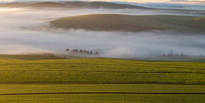 Aerial view of a tranquil landscape where golden fields meet the soft embrace of a ground-level fog under the gentle light of dawn, Caledon, Western Cape, South Africa.