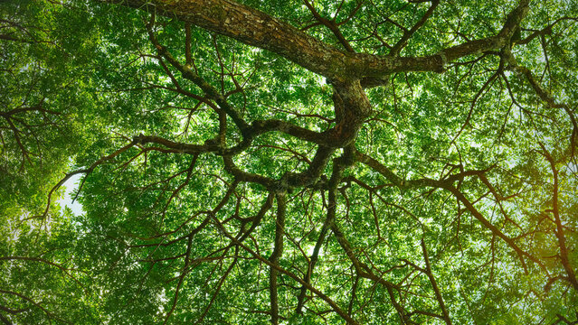 Upward panoramic view of a leafy tree crown with intertwined branches and vibrant green leaves. Perfect for concepts of natural connection, eco fashion or organic editorial design