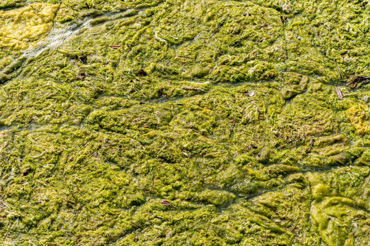 Fototapeta Summer seaweed algae covering the surface of sea water in nature reserve on the Isle of WIght in England
