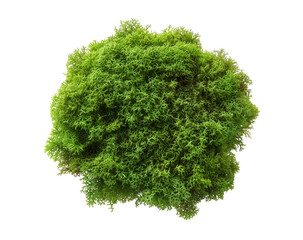Fototapeta premium Vibrant green reindeer moss isolated on a solid black background for design elements