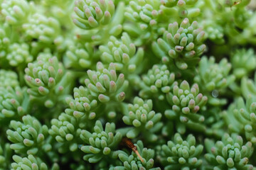 A vibrant close-up of lush green succulents with pink tips, forming a dense and beautiful natural...