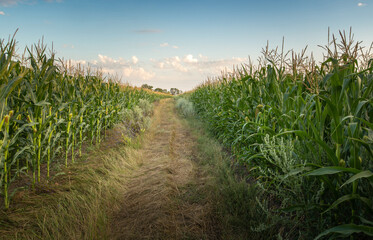 A narrow dirt path winds through lush green cornfields, with tall stalks on either side reaching...