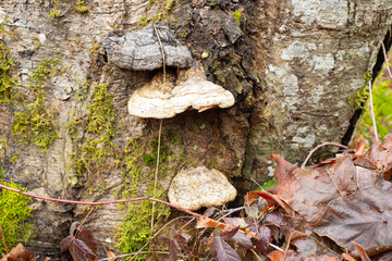 fungus on a tree