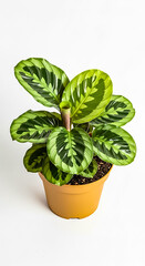 Fototapeta premium Green calathea plant in a terracotta pot isolated on white background