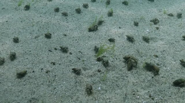 Hermit crab Diogenes pugilator on the sandy seabed in the Black Sea