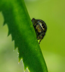 Jumping Spider on a Leaf