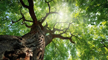 Fototapeta premium Lush green tree basking in sunlight outdoors