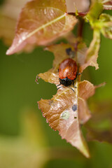 Leaf Beetle on Damaged Foliage: Nature's Intricate Balance.
