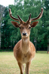 A deer with large antlers stands in a grassy field