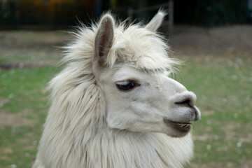 A white llama with long hair is standing in a grassy field