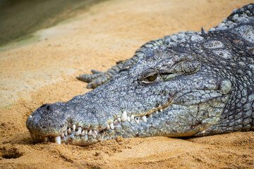 A crocodile laying on the sand with its mouth open