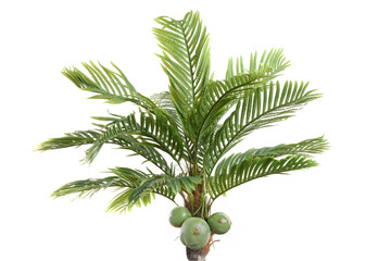 closeup isolated artificial coconut tree on white