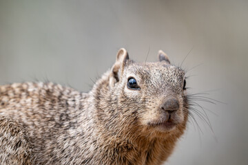 The rock squirrel (Otospermophilus variegatus) is a species of rodent in the family Sciuridae. Mather Point, Grand Canyon Visitor Center, National Park.  Arizona
