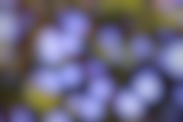 Blurred hues of violet and chartreuse create an abstract floral suggestion soft focus SPOK elements