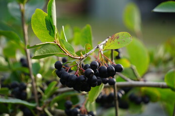 Owoce aronii © Adam