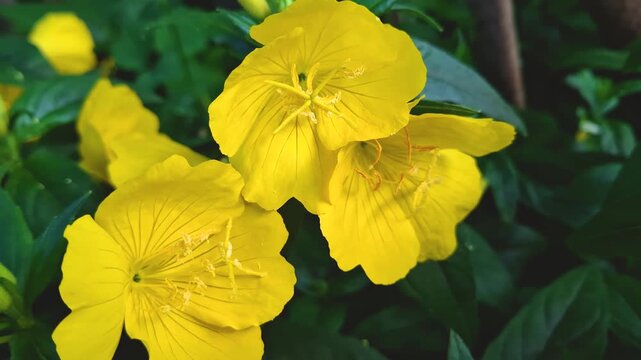 Close-up of a blossoming evening primrose. Bright yellow flowers open, showing off their delicate structure, and the buds sway in the wind. Plant details and insects crawling on petals.