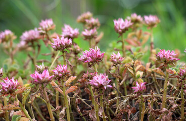False stonecrop (Phedimus spurius) grows in nature