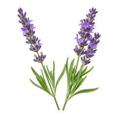 Naklejka premium Two perfectly fresh sprigs of vibrant purple lavender flowers with tightly clustered violet florets and slender green leaves, isolated against a pristine transparent background with copy space,