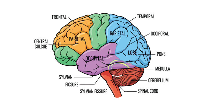 Vibrant human brain anatomy illustration with distinct labeled lobes cerebellum and brainstem structures.