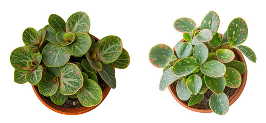 Top View of a Colorful Indoor Succulent with Green and Pink-Spotted Leaves isolated on White or transparent background PNG