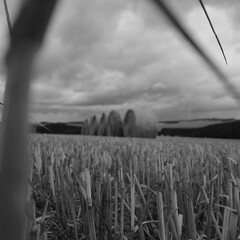 field of wheat