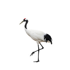 Obraz premium Red-crowned crane bird with black and white plumage isolated on transparent background