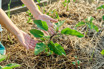 Close up of young eggplant plant in vegetable garden, woman hands showing plant