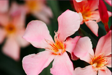 Nerium oleander. Beautiful pink flowers close-up. Nature.