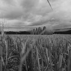 corn field in autumn
