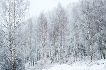 Obraz premium Snowy birch forest, frosted branches