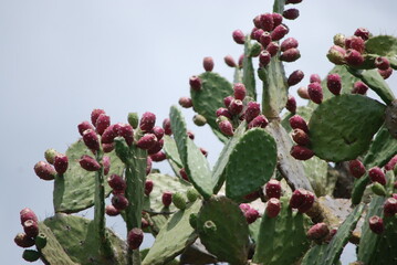 prickly pear cactus