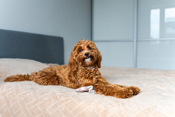 Small dog lying flat on its stomach with its head lifted slightly, resting peacefully on a warm bed...