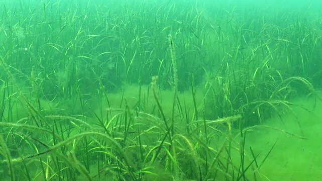 Thickets of sea grass Zostera marina in the Black Sea, leaves covered with fluff of various types of microalgae