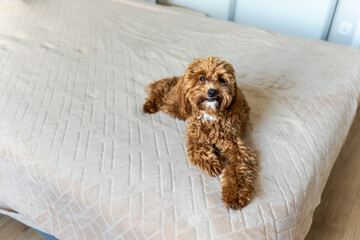Fluffy puppy stands on a blanket, looking up with interest and curiosity, ears perked and tail...