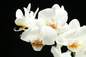 Beautiful orchid flower with water drops on black background, closeup